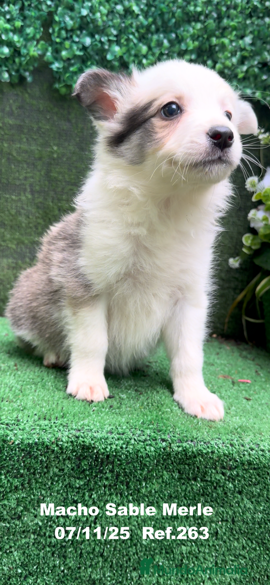 Border Collie perros en venta: Border Collie  - Anuncio 30