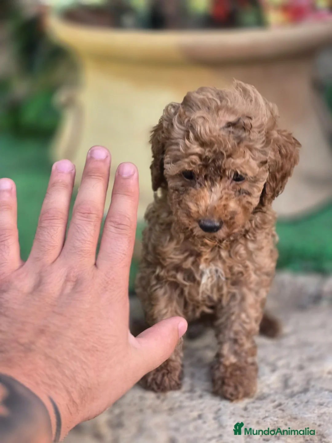 Caniche Toy perros en venta: Caniche Toy  - Anuncio 4