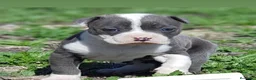 American Staffordshire-Terrier perros en venta: Cachorros american stafford blue - Anuncio 1