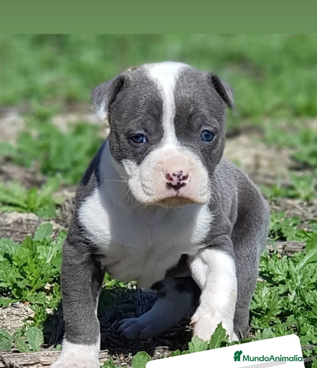 American Staffordshire-Terrier perros en venta: Cachorros american stafford blue - Anuncio 1