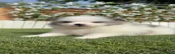 Pomerania perros en venta: POMERANIA - Anuncio 9