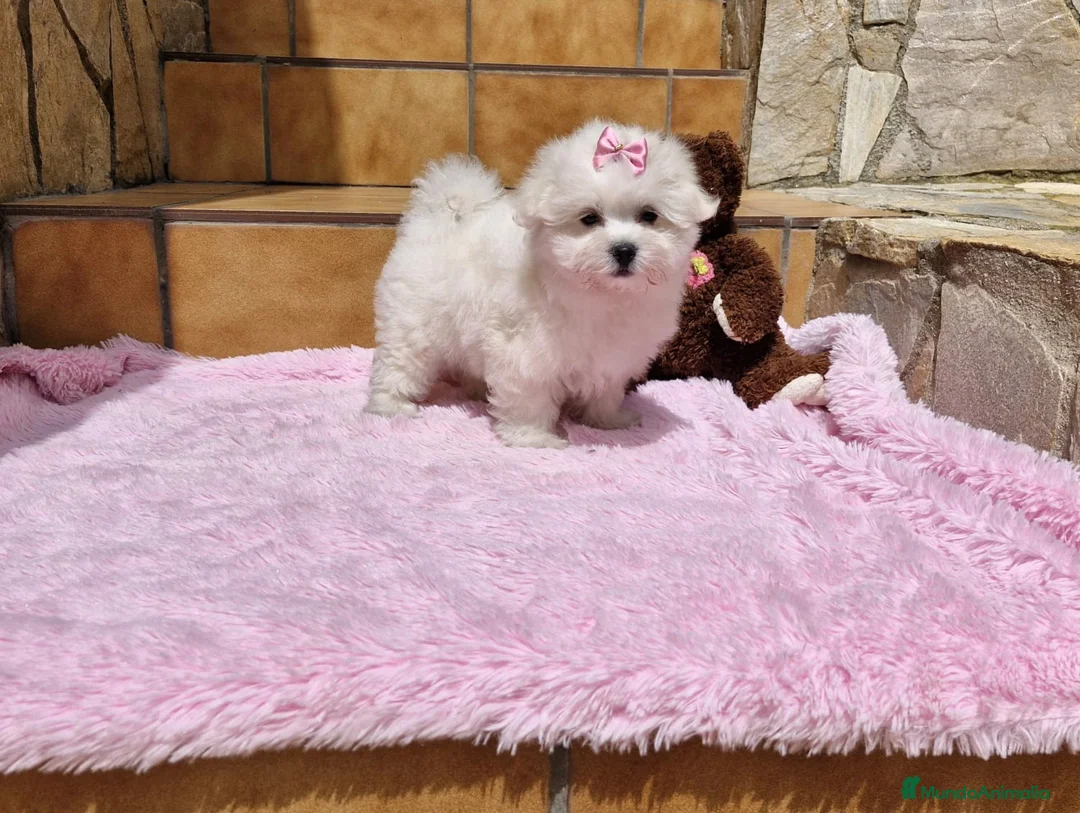 Bichón Maltés perros en venta: Bichón Maltés dulzuras en Barcelona - Anuncio 1