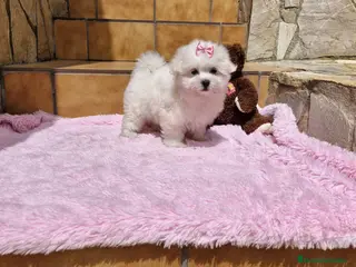 Bichón Maltés perros Bichón Maltés dulzuras en Barcelona - Anuncio 34