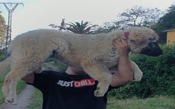 Pastor del Cáucaso perros en venta: Pastor del Cáucaso  - Imagen 2