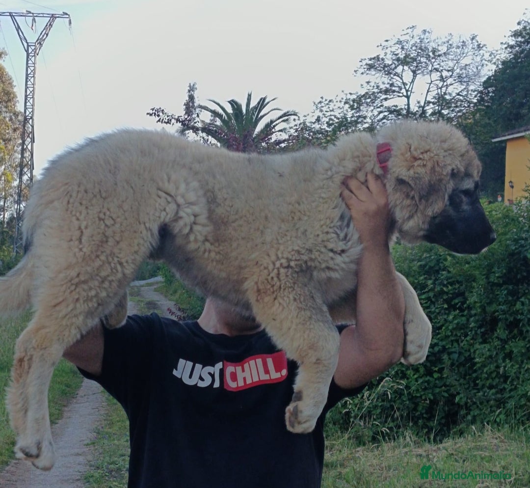 Pastor del Cáucaso perros en venta: Pastor del Cáucaso  - Imagen 2