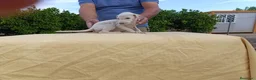 Galgo Español perros en venta: camada galgo español - Anuncio 7