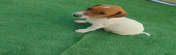 Jack Russell Terrier perros en venta: Cachorros Jack Rasel  - Anuncio 5