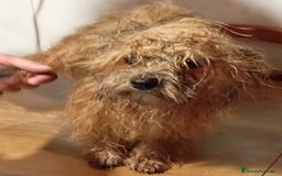 Raza Mixta perros en venta: Bichón habanero bichón maltess - Imagen 1