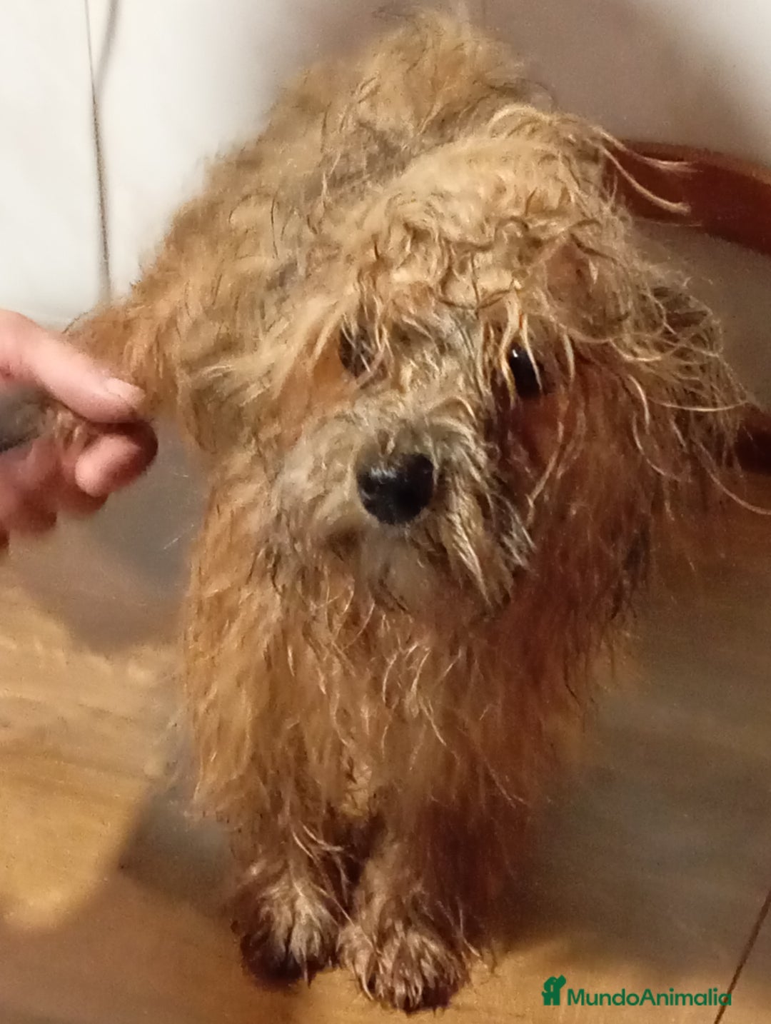 Raza Mixta perros en venta: Bichón habanero bichón maltess - Imagen 1