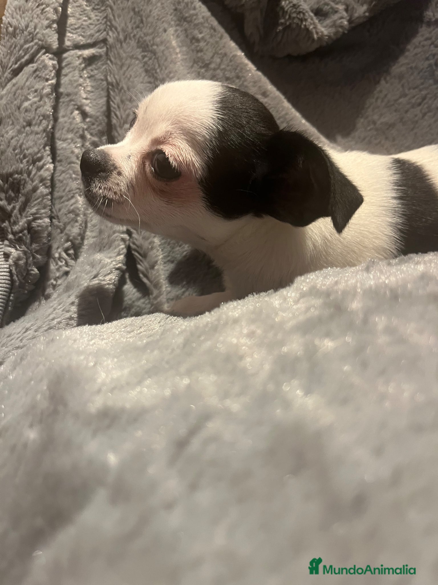 Chihuahua perros Chihuhua hembra - Anuncio 16