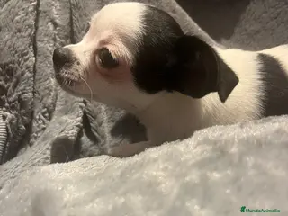 Chihuahua perros Chihuhua hembra - Anuncio 13