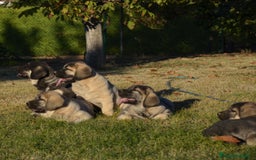 Mastín Español perros en venta: Mastin - Imagen 4