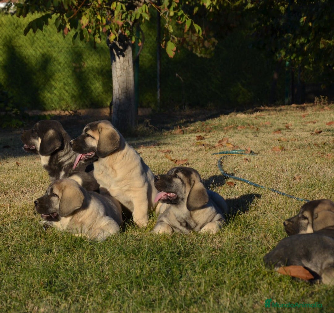 Mastín Español perros en venta: Mastin - Imagen 4