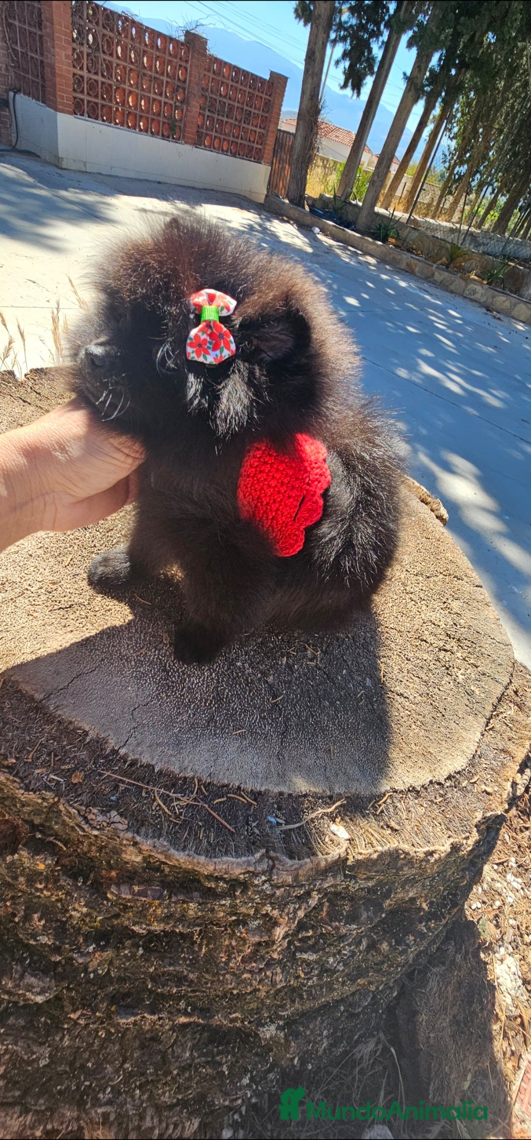 Pomerania perros en venta: Pomerania hembra - Imagen 5