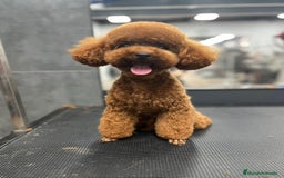 Caniche Toy perros en venta: Excelente camada de caniche rojo toy.  - Imagen 3
