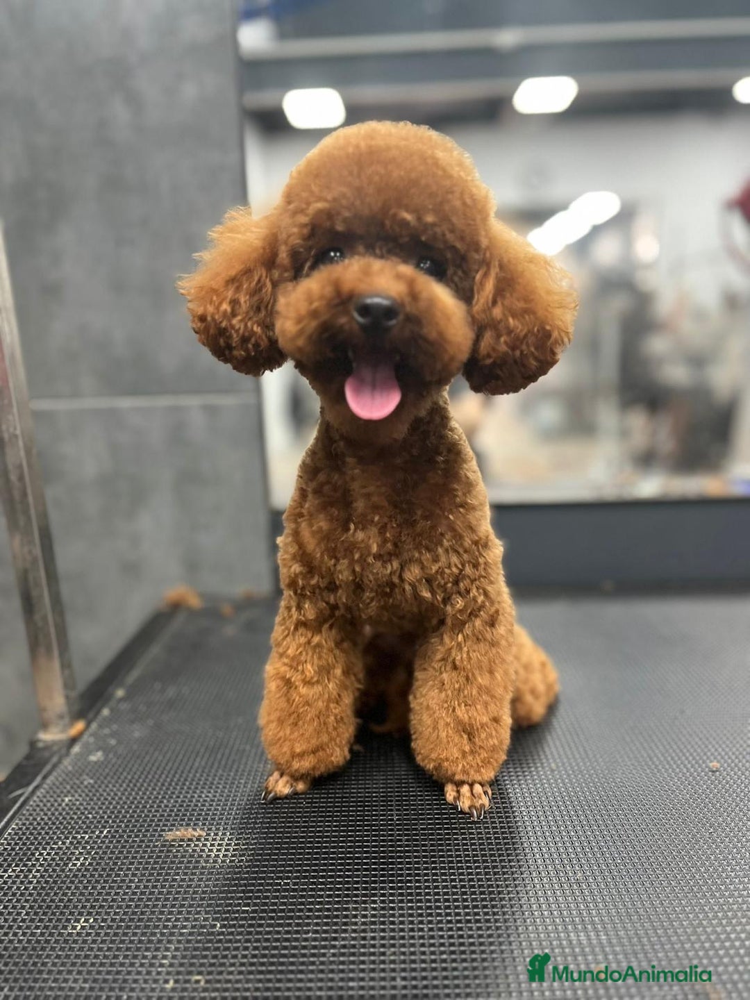 Caniche Toy perros en venta: Excelente camada de caniche rojo toy.  - Imagen 3