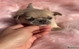Chihuahua perros en venta: Chihuahua Toy Isabella  - Anuncio 2