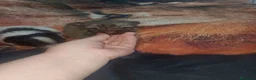 Maltipom perros en venta: Camada de maltipom  - Anuncio 9