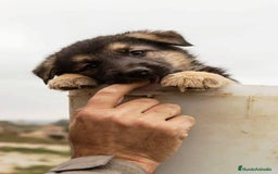 Pastor Alemán perros en venta: CACHORROS PASTOR ALEMÁN - Anuncio 2