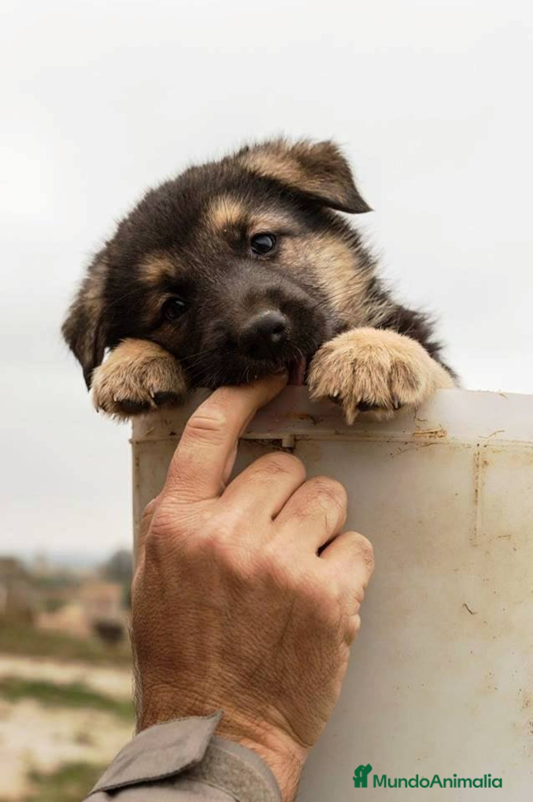 Pastor Alemán perros en venta: CACHORROS PASTOR ALEMÁN - Anuncio 2