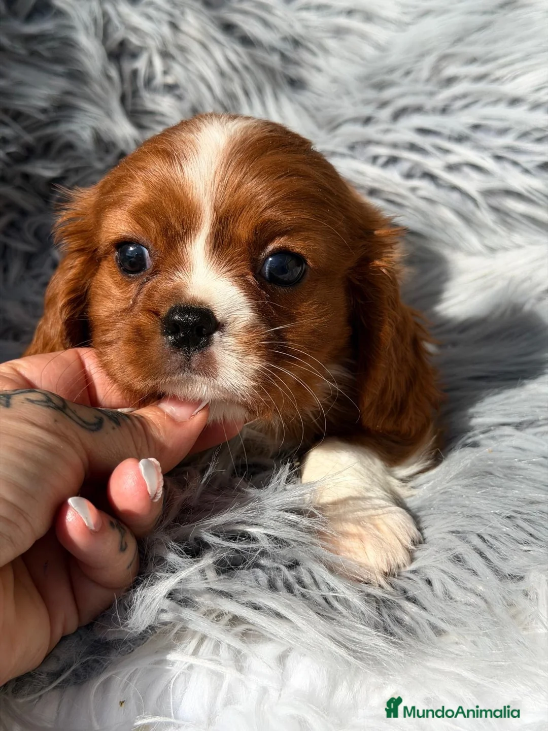 Cavalier King Charles Spaniel perros en venta: Cavalier precioso macho - Anuncio 2