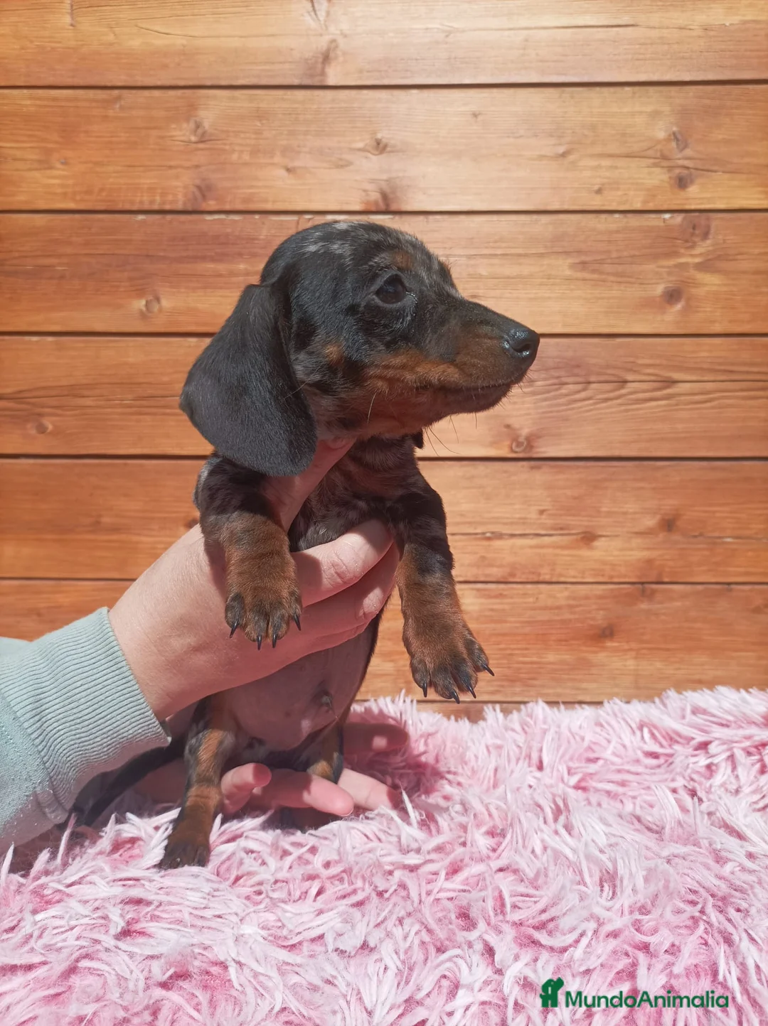 Teckel Miniatura perros en venta: TECKEL KANICHEN - Anuncio 1