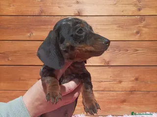 Teckel Miniatura perros TECKEL KANICHEN - Anuncio 2