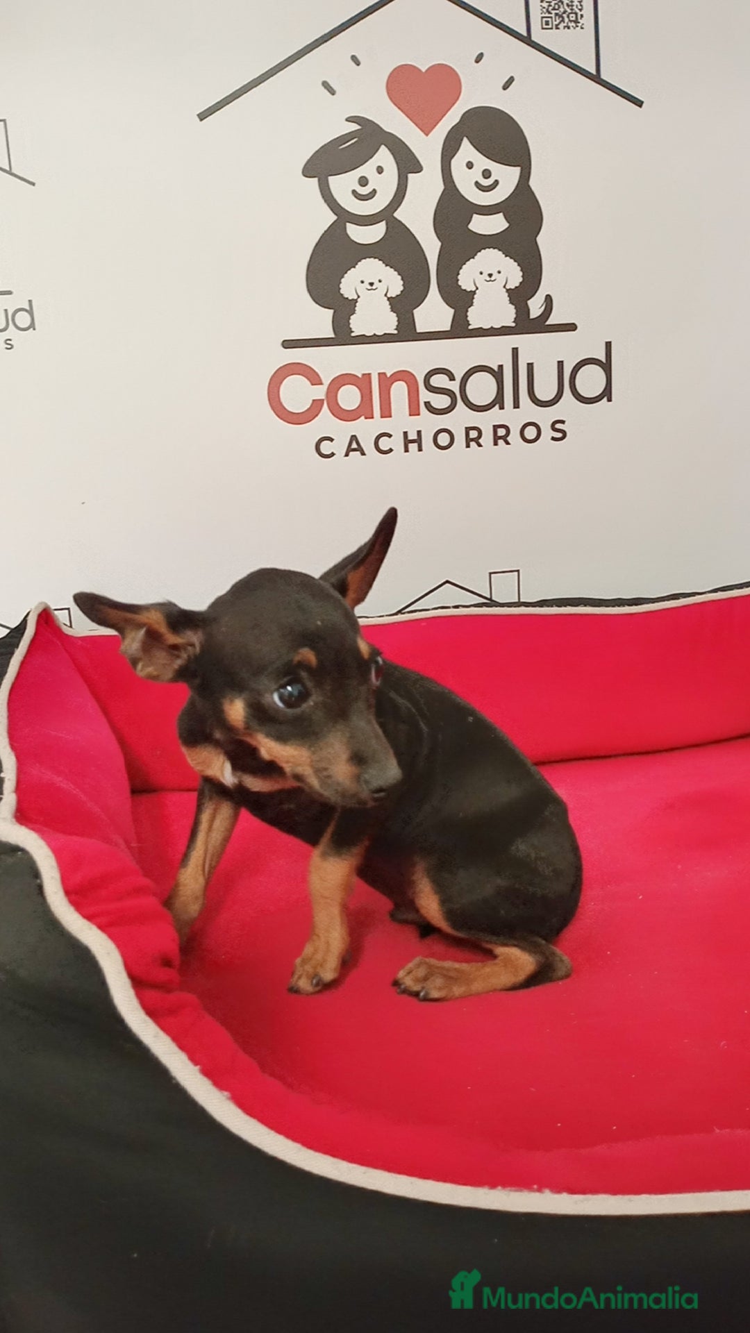 Ratón de Praga perros en venta: Ratón de Praga  - Anuncio 2