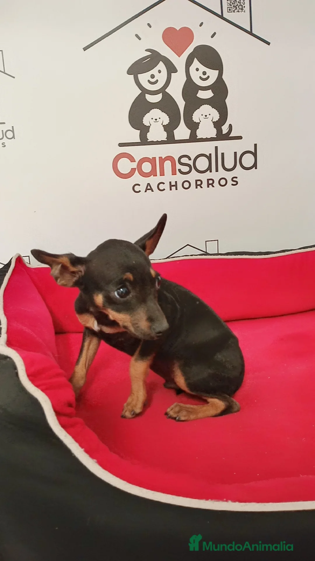 Ratón de Praga perros en venta: Ratón de Praga  - Anuncio 3