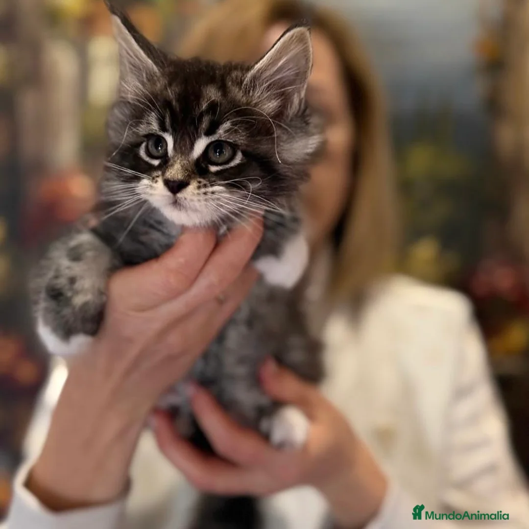 Maine Coon gatos en venta: Maine Coon - Anuncio 10