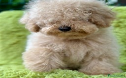 Caniche Enano perros en venta: CANICHE ENANO APRICOT MACHO - Imagen 4