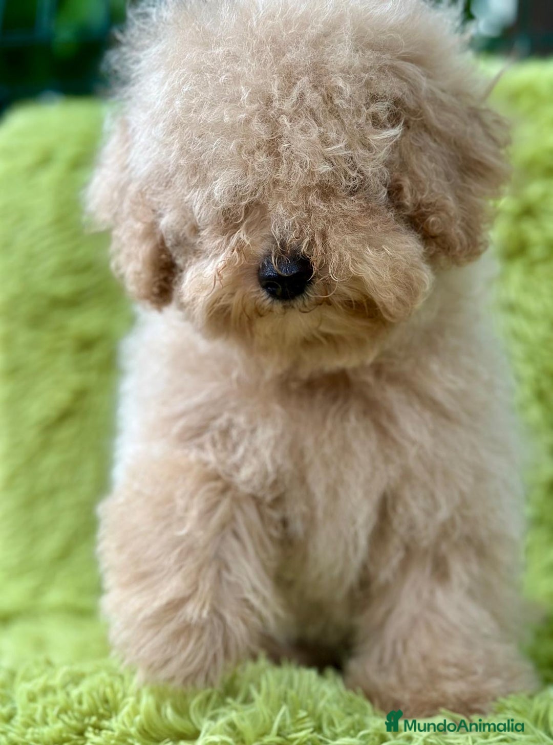 Caniche Enano perros en venta: CANICHE ENANO APRICOT MACHO - Imagen 4