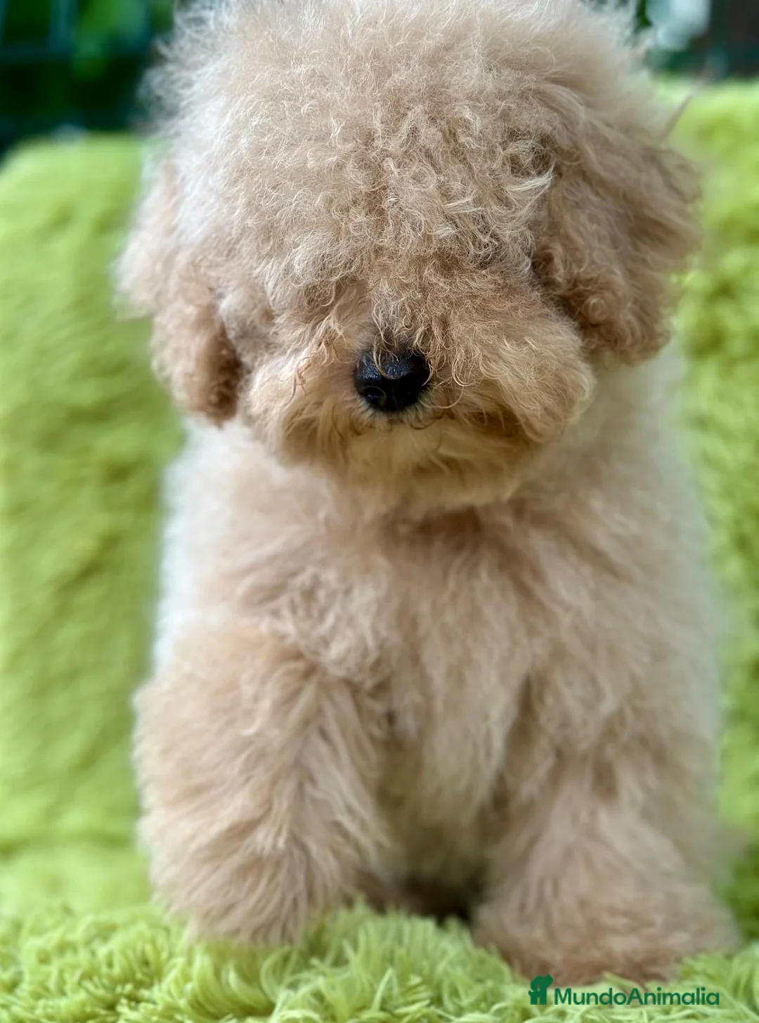 Caniche Enano perros en venta: CANICHE ENANO APRICOT MACHO - Anuncio 4