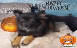 Pomchi perros en venta: Último macho toy de pomchi pesa 1100g - Imagen 1