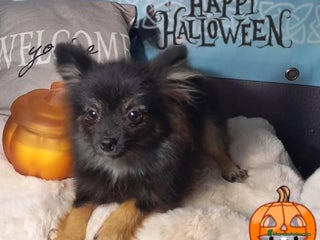 Pomchi perros - Anuncio 4