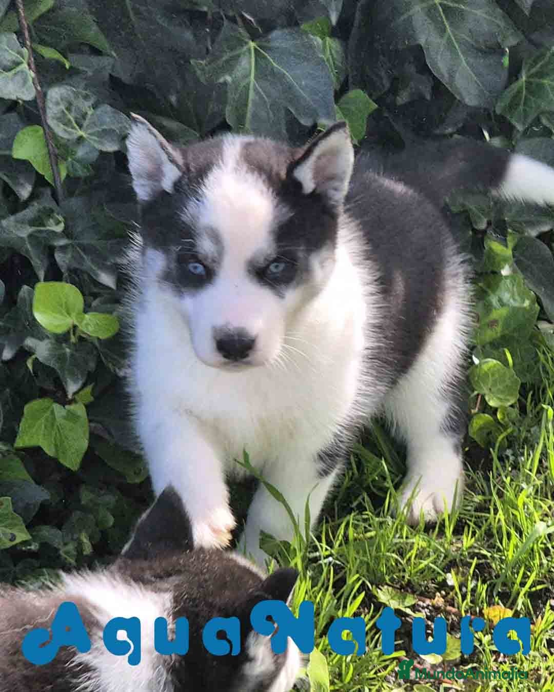 Husky Siberiano perros Husky Siberiano Hembra - AQUANATURA en Barcelona - Anuncio 1