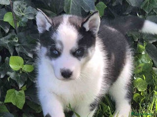 Husky Siberiano perros Husky Siberiano Hembra - AQUANATURA en Barcelona - Anuncio 9