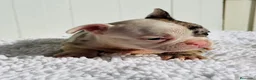Bulldog Francés perros en venta: Bulldog frances Exotic - Anuncio 20