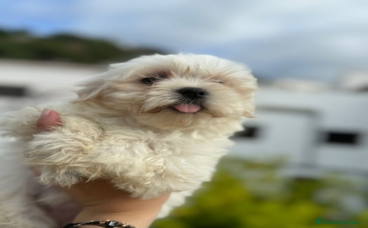 Bichón Maltés perros - Anuncio 1