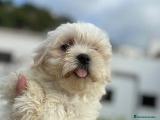 Bichón Maltés perros - Anuncio 1