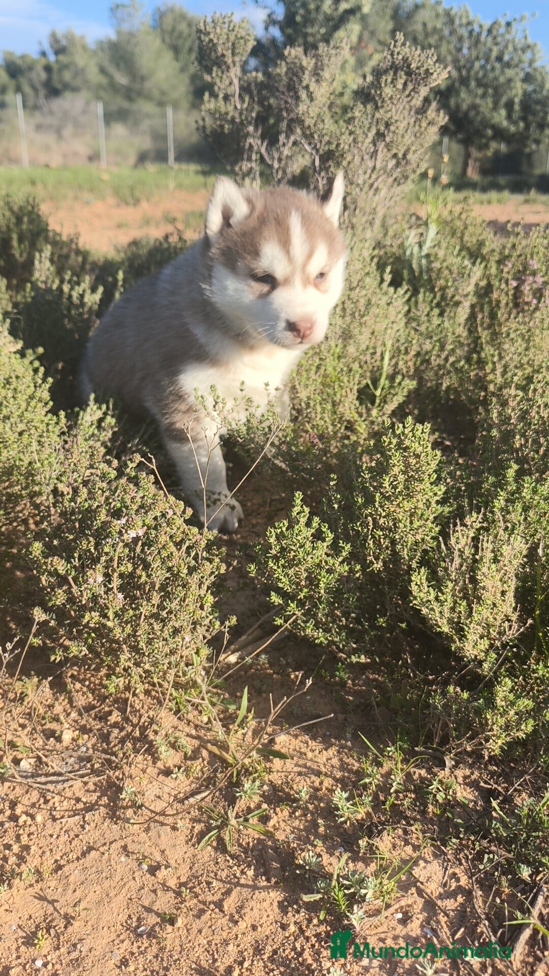Husky Siberiano perros Husky SIBERIANO  - Anuncio 2