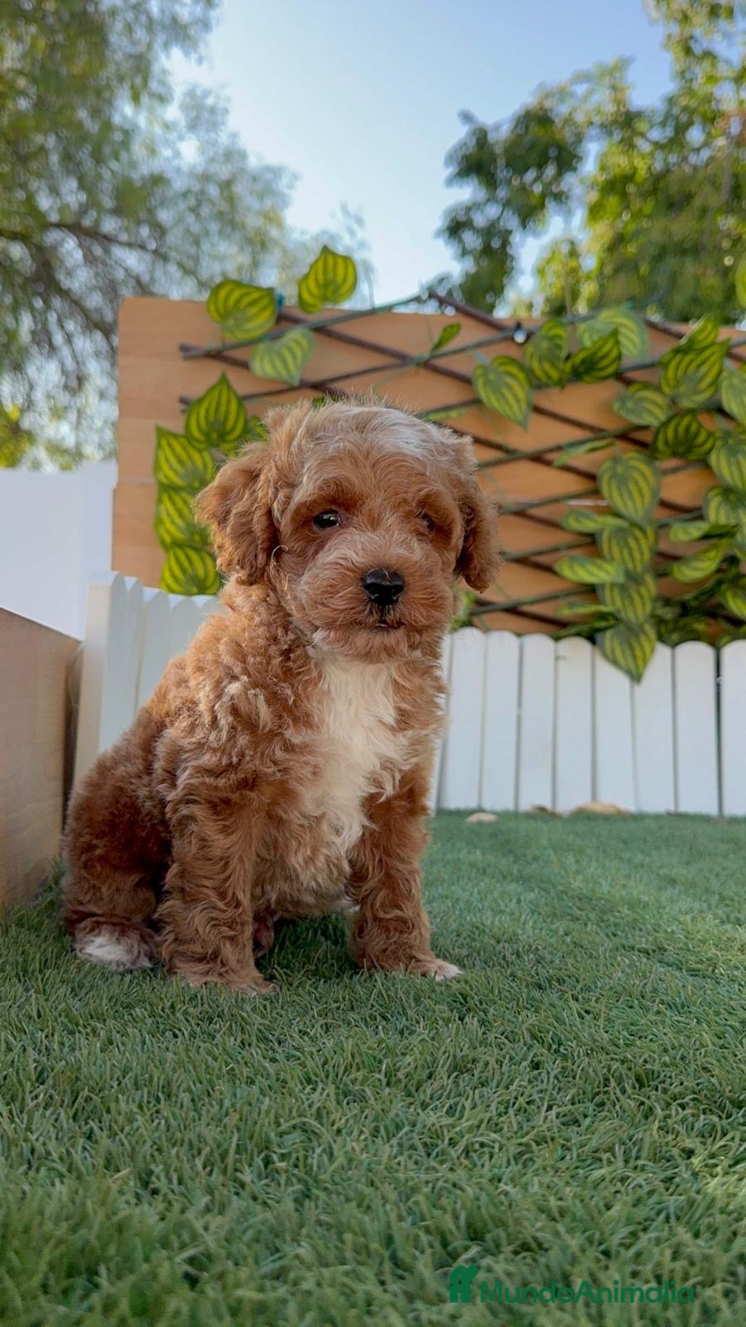 Caniche Toy perros en venta: CANICHE TOY MACHO - Imagen 15