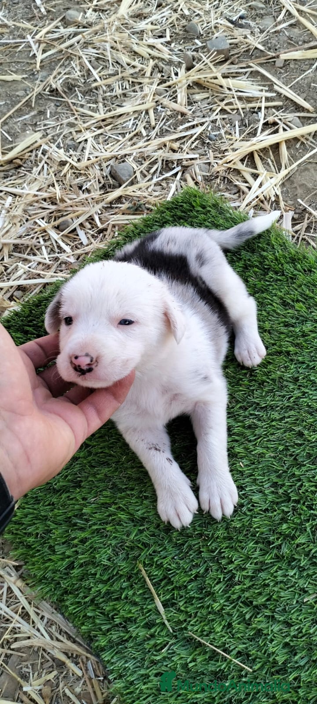 Border Collie perros en venta: Bordes collie - Imagen 9