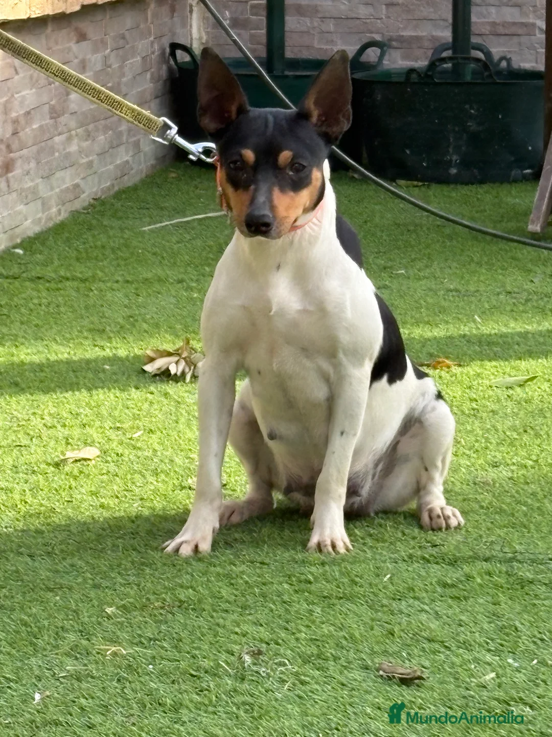 Gos Rater Valencià perros en venta: Cachorros ratonero valenciano gran calidad  - Anuncio 2