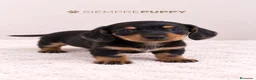 Teckel Miniatura perros en venta: CACHORRITOS TECKEL MINIATURA - Anuncio 4