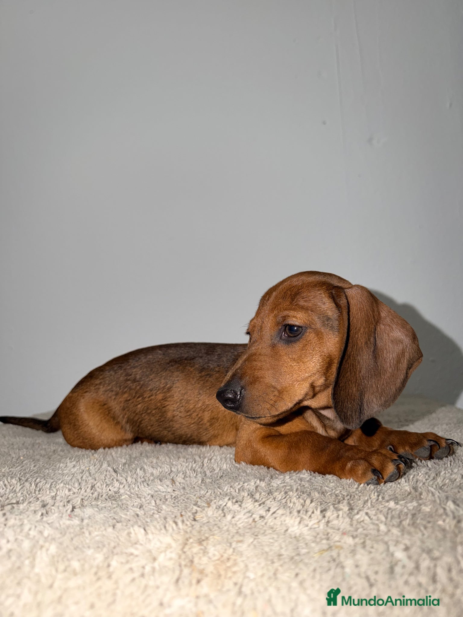 Teckel Miniatura perros TECKEL KANINCHEN ROJO - Anuncio 1