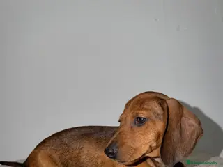 Teckel Miniatura perros TECKEL KANINCHEN ROJO - Anuncio 2