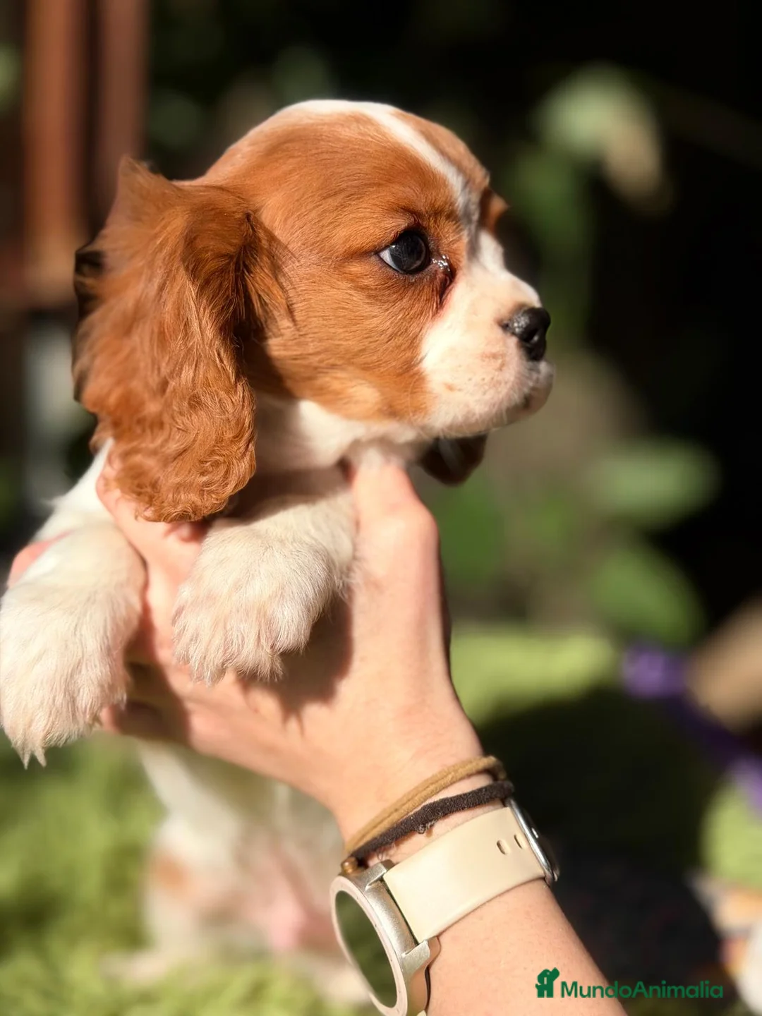 Cavalier King Charles Spaniel perros en venta: CAVALIER KING MACHO - Anuncio 5