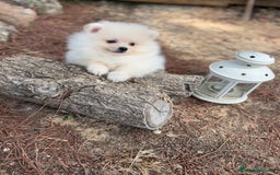 Pomerania perros en venta: Pomerania fotos actuales macho disponible !! - Imagen 2