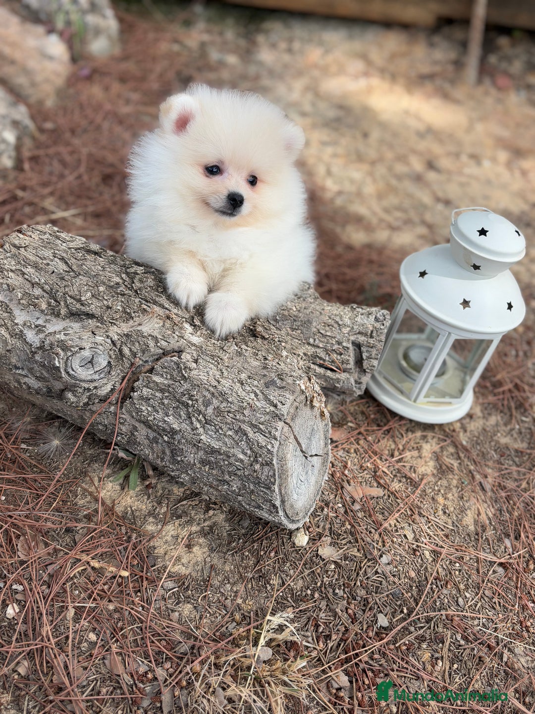 Pomerania perros en venta: Pomerania fotos actuales macho disponible !! - Imagen 2